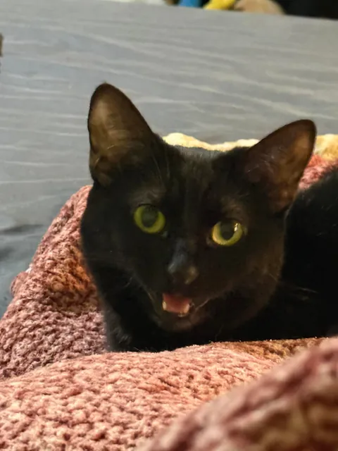 Finally adopting a cat after my 14 year old baby passed in November