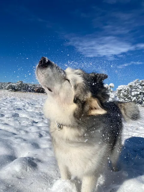 heckin S N O W ⛄️❄️