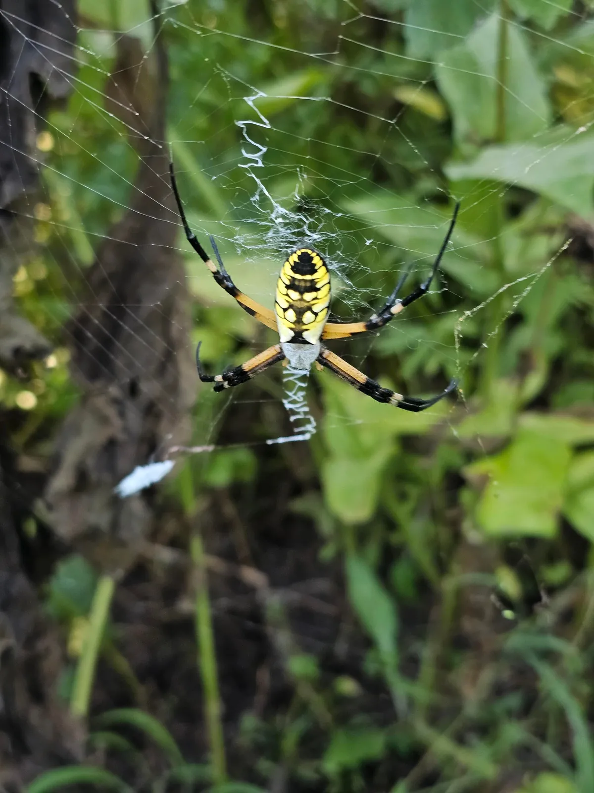 Pollinator garden UPDATE