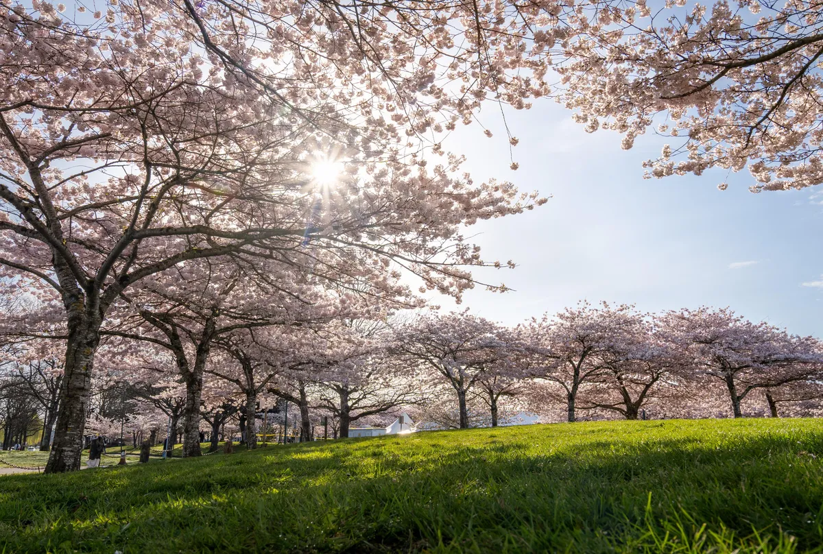 At the park under the cherry blossoms 🌸