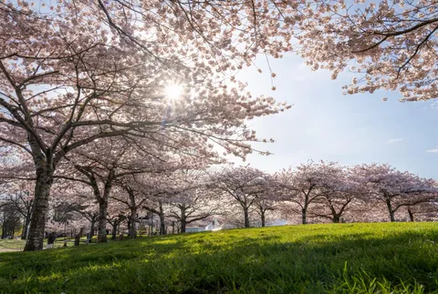 At the park under the cherry blossoms 🌸