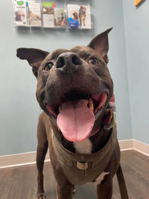 Jean-Luc prevented a home invasion! Give him all the treats now plz