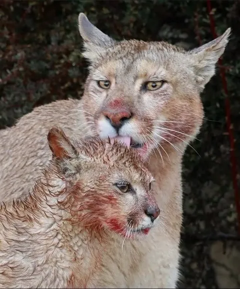 Nothing in nature is stronger than a mother