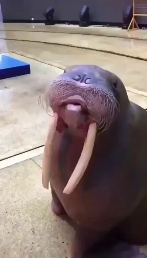 🔥Walruses use whistling as a form of communication, their whistles can carry for long distances over water.