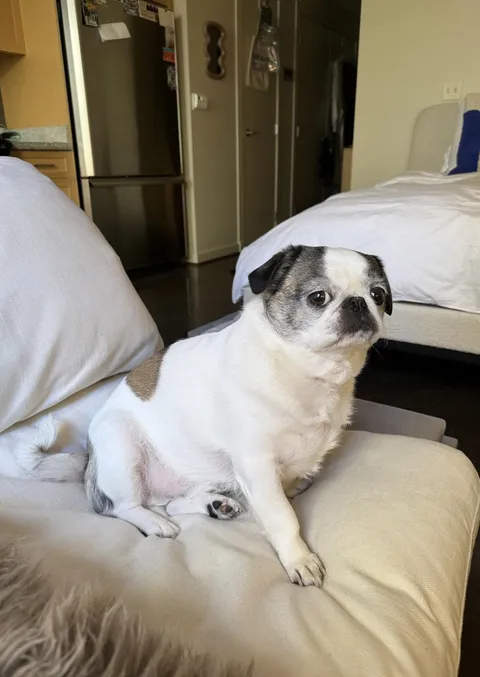 I sneezed and was judged for my crime by rare pupper Ross Geller 