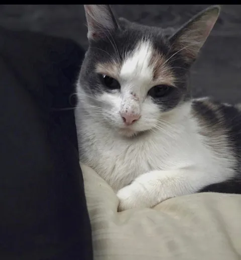 Harper on the day we adopted her vs. 3 months later