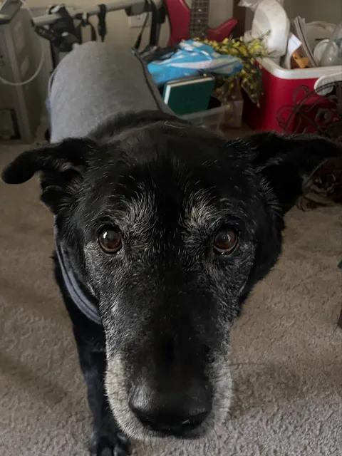 Hi guys. I like making you happy, so Mom made a place where you can say hello to me and I can tell you nice things