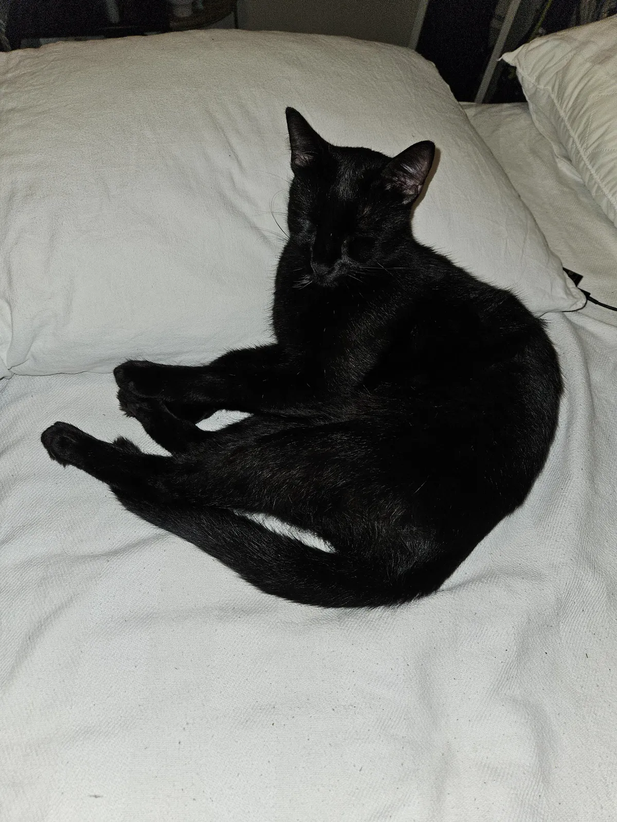 My family's boy Kevin. He usually couldn't care less about me, but he snuck in my room to sleep with me tonight. I'm pretending it's because he knows I'm heartbroken and feigning happiness. 