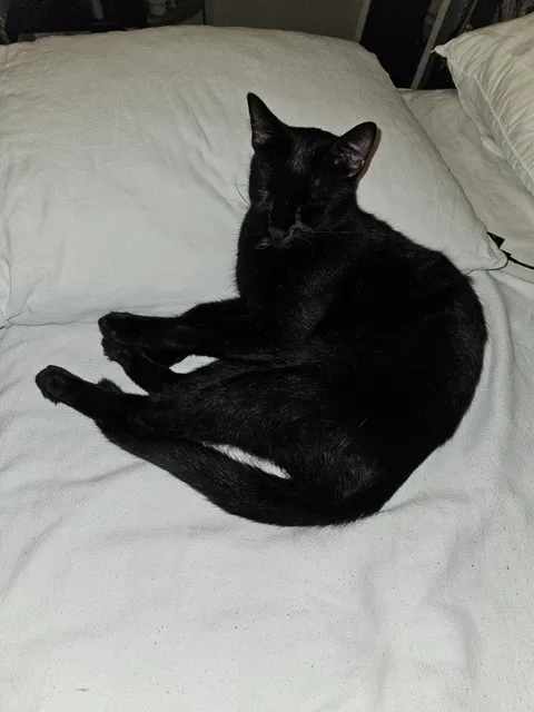 My family's boy Kevin. He usually couldn't care less about me, but he snuck in my room to sleep with me tonight. I'm pretending it's because he knows I'm heartbroken and feigning happiness. 