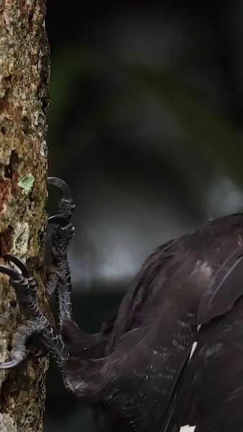 🔥The pileated Woodpecker (Dryocopus pileatus)