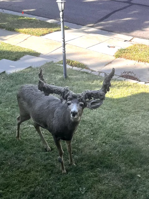 This dear with a crazy deformity showed up in my brother’s front yard today 