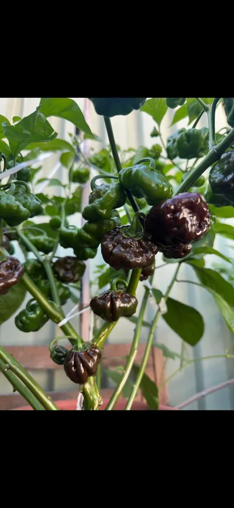 My 300 sq ft rooftop garden in downtown Brooklyn