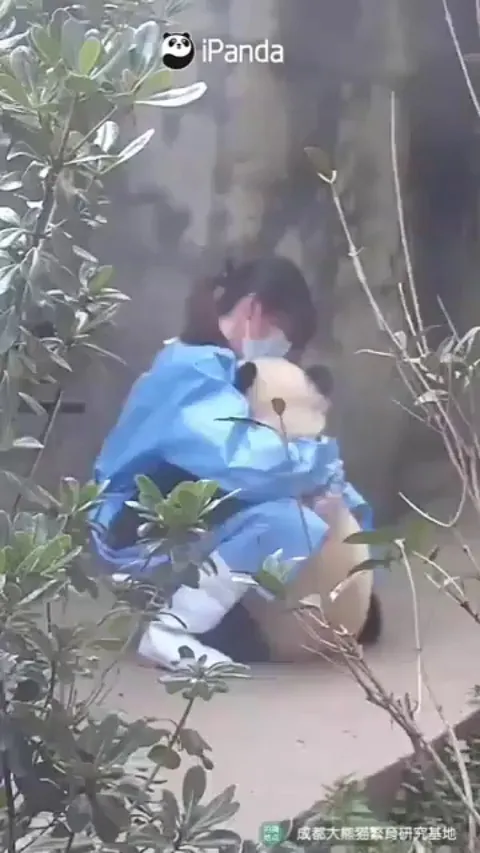 Panda pancakes after being hugged many times