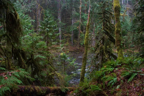 Rainy day today at Mount Hood National Forest, OR, [6000x4000][OC]