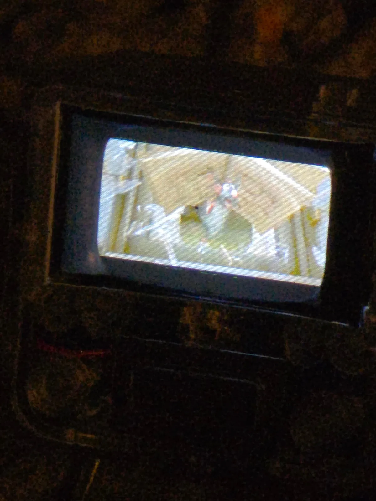 Showing my rat Ube the sacred texts