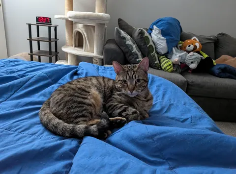 My beautiful tabby Spring, with tiny Lynx tips