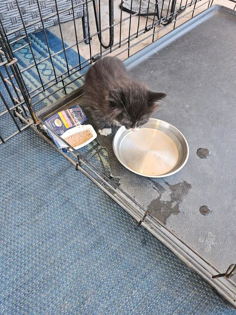 Heard something making noise in a drain in a parking lot working today. Couldn't get services to help, but after a lot of time I was able to go down and pull her out