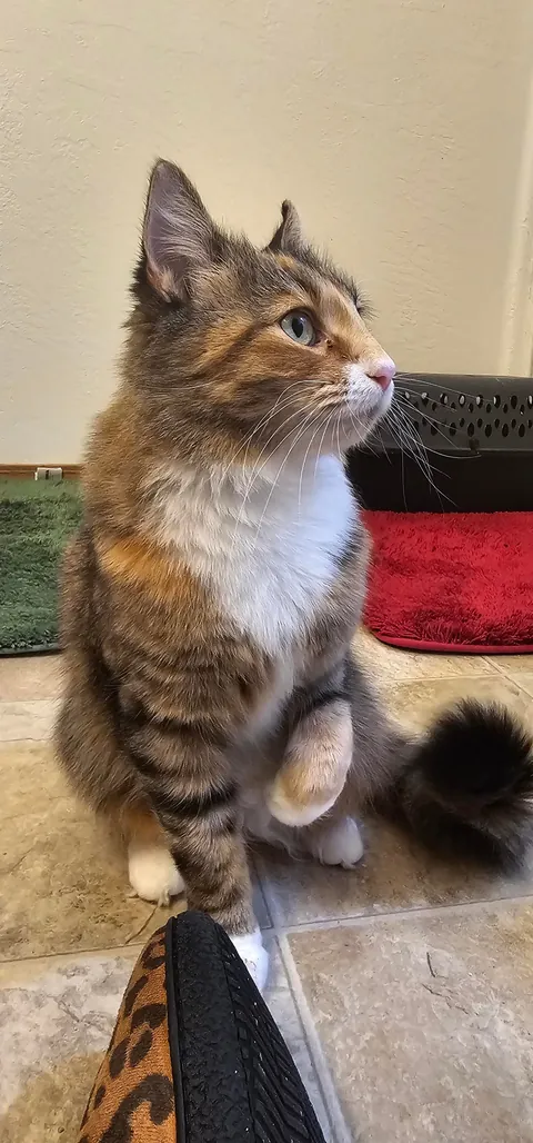 First time posting, this is Topanga!