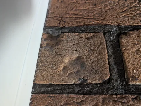 This brick in my bedroom wall has two little paw prints in it.