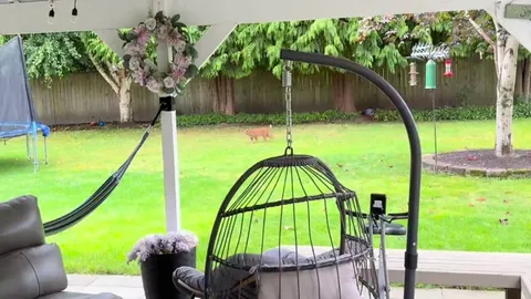 Had a furry visitor the other day- broad daylight. 😳