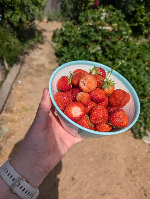 The strawberry pyramid 