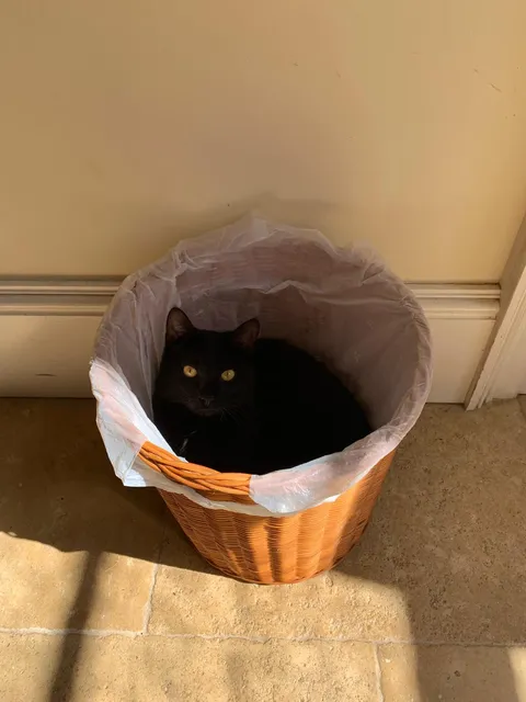 Cat in my bin