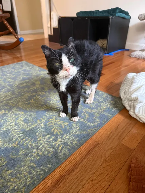 After 30 years of love, my friend found his way to the rainbow bridge. This post is a tribute to Dirty Cow