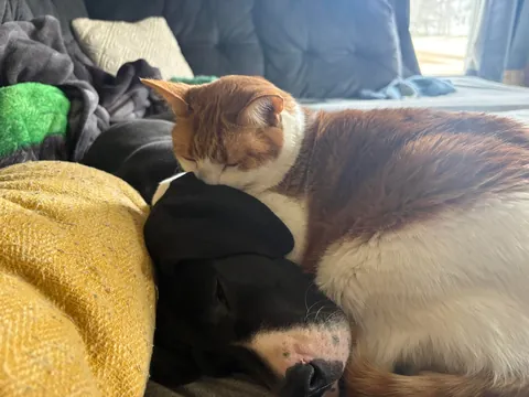 Our cat is so happy to have a friend again!