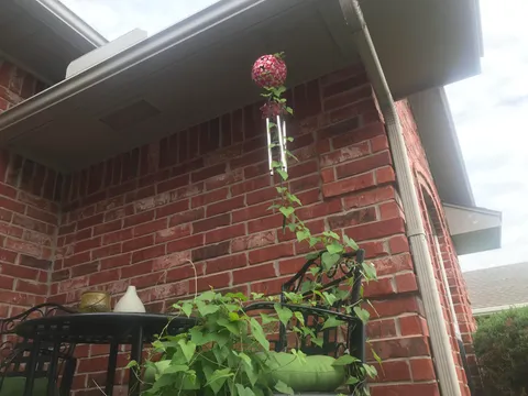 This vine climbed up a chair to silence my wind chime.