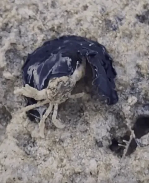 Marine flatworm hunts a crab
