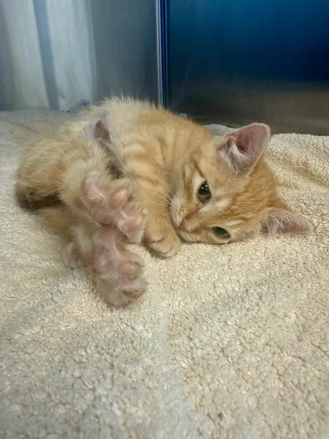 Im a shelter vet tech and spent NYE with my friend Flame