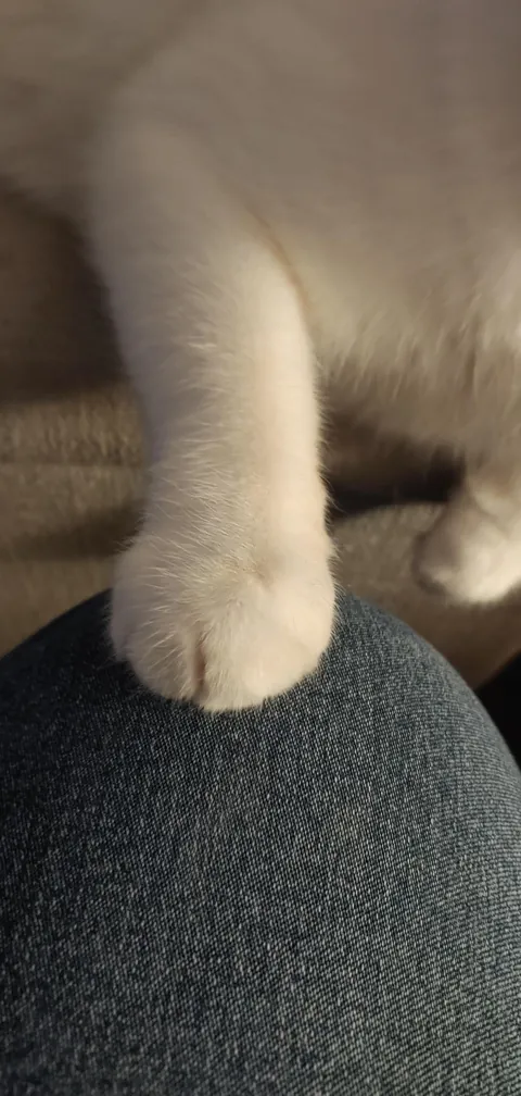 Keep tabs on your human ALL the time.