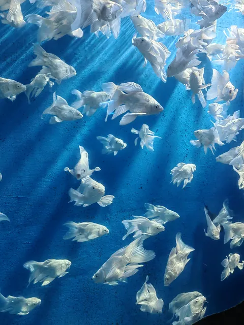 ITAP of white butterfly koi
