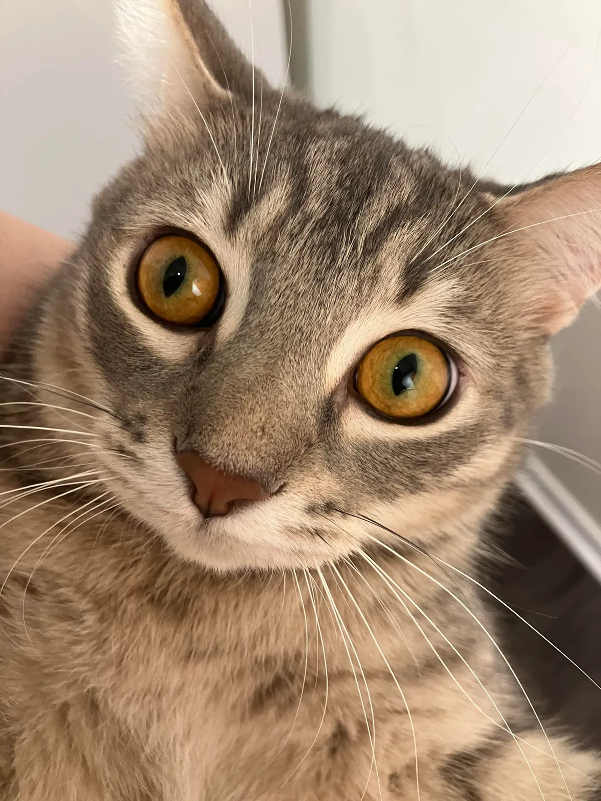 He bit my roommate so I’m posting his ugliest pics