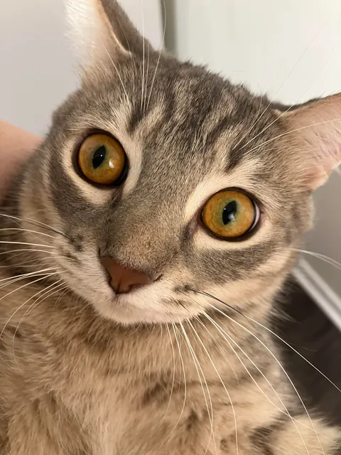 He bit my roommate so I’m posting his ugliest pics