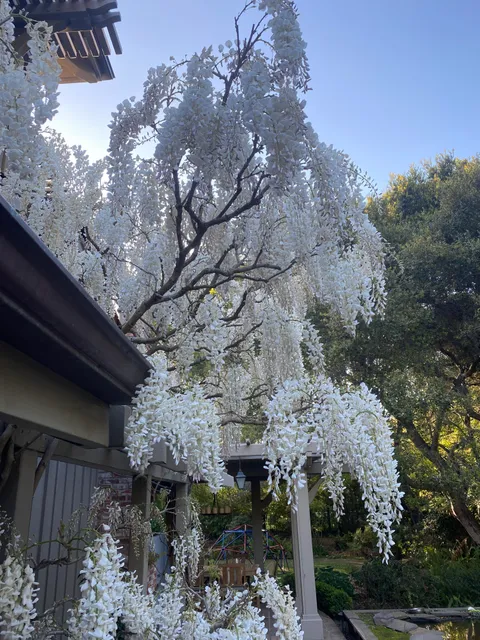 White wisteria