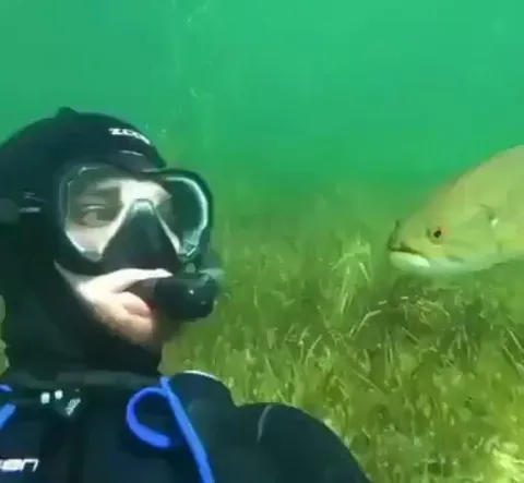 This man has made friends with a fish (small mouth bass) and named him Elvis. They meet every summer at the same spot.