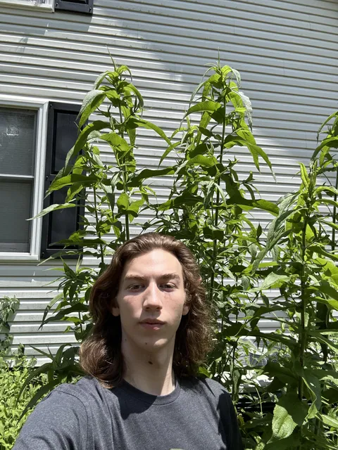 I thought eupatorium perfoliatum was only supposed to get up to 6 ft. For reference I am 6 ft tall and it’s probably grown another foot since this photo.