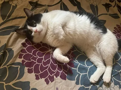 Caught in the act of being adorable🐱