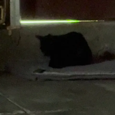 UPDATE #3: pregnant stray is safe and sound!