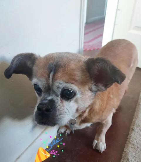Happy 16th birthday to Ziggy!!. The sweetest girl ever.