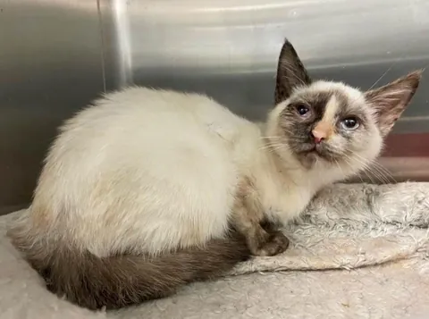 she got rescued from the streets, shes doing fine now