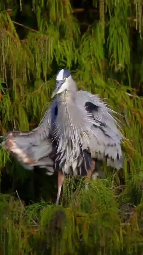 🔥 Great blue heron spin dries the striking breeding plumage they develop during mating season