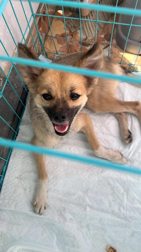 Lilli the rescue dog from China