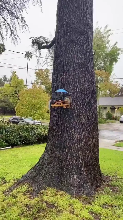 Squirrel having a lunch break