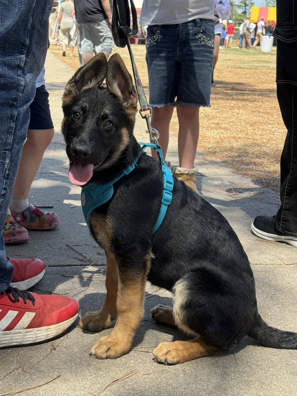 found this good boy at the medieval fair today. so handsome.