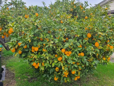 My Meyer Lemon Tree~