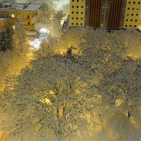 This is what thousands of crows resting atop beautifully snow covered trees looks like at night.