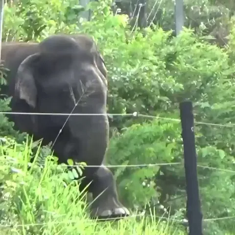 Elephant carefully tests electric fence before removing it