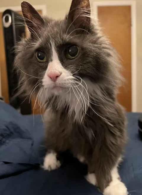 19 years old and still spry as a kitten.